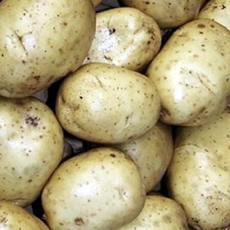 Potato: British Queens (2Kg)