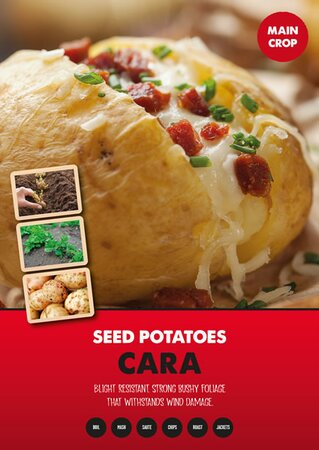 Potato Cara - Image courtesy of Kapiteyn