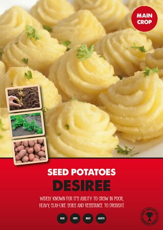 Potato Desiree - Image courtesy of Kapiteyn