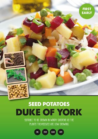 Potato Duke Of York  - Image courtesy of Kapiteyn