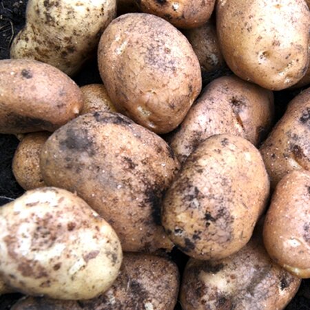 Potato: Golden Wonder (2Kg)