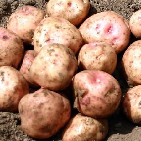 Potato: Kerrs Pink (2Kg)