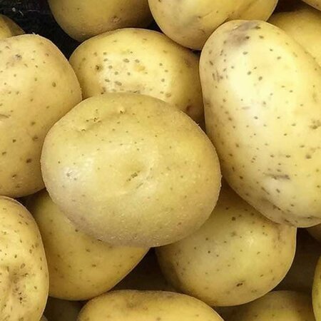 Potato: Orla (25KG)