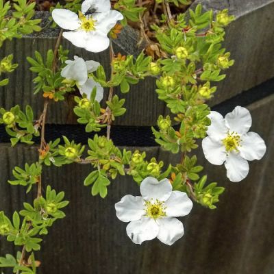 Potentilla Abbottswood - Image by Brigitte from Pixabay