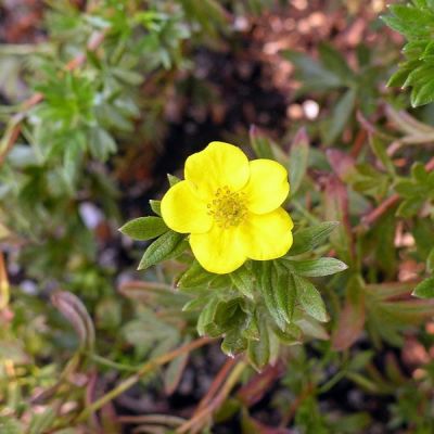 Potentilla "Elizabeth" - Image by Del Green from Pixabay