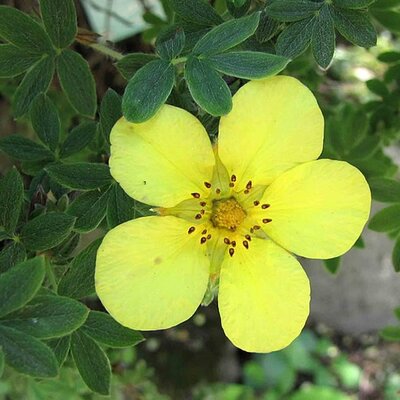 Potentilla fruticosa 'Longacre' - Photo by 阿橋 HQ (CC BY-SA 2.0)