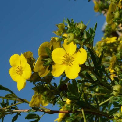Potentilla 'Goldfinger' - Image courtesy of pxfuel