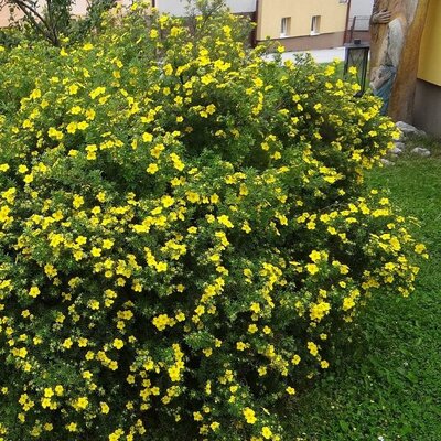 Potentilla 'Goldstar' - Photo by Jerzy Opioła (CC BY-SA 4.0)
