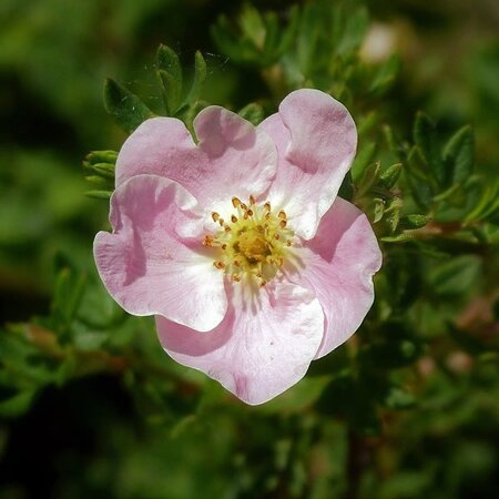 Potentilla "Lovely Pink" - Image by Meatle from Pixabay