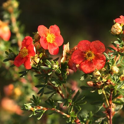 Potentilla 'Red Ace' (2L pot)