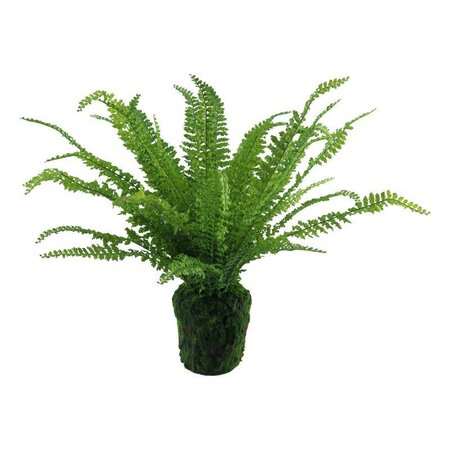 Potted Fern Plant -Image courtesy of Elmes