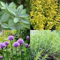 Potted Herbs 4 for €12