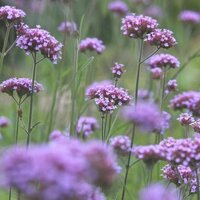 Prairie Garden Collection