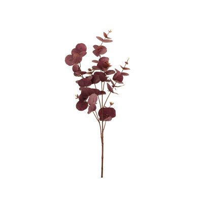 Premium Eucalyptus