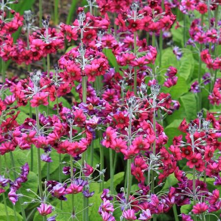 Primula Beesiana - Image by bluebudgie from Pixabay 