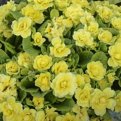 Primula belarina 'Butter Yellow' - Image courtesy of perennialresource.com