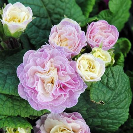 Primula belarina "Pink Champagne" - Photo by Andy Mabbett (CC BY-SA 4.0)