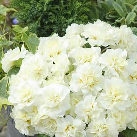 Primula belarina 'White' - Image courtesy of Kerley & Co. here under fair use