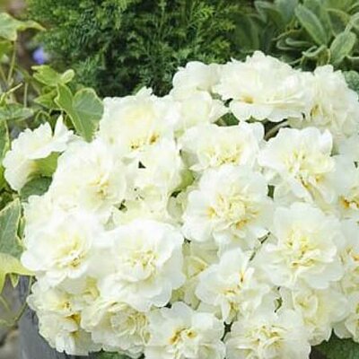 Primula belarina 'White' - Image courtesy of Kerley & Co. here under fair use