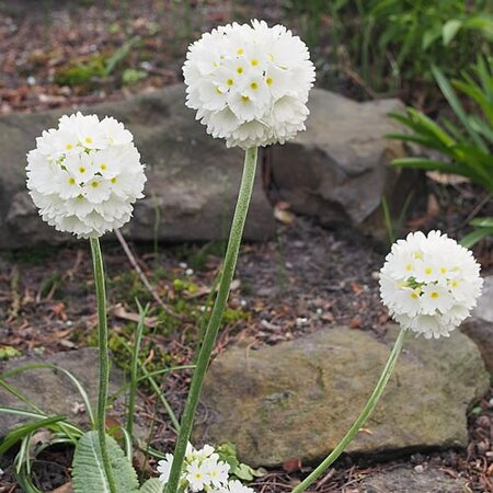 Primula 'Alba' - Photo by Agnieszka Kwiecień, Nova (CC BY-SA 4.0)