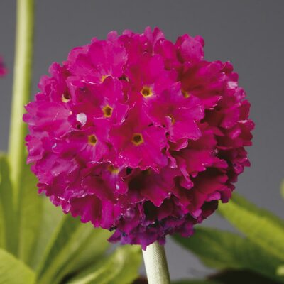 Primula denticulata 'Prom Deep Rose' - Image courtesy of Syngenta