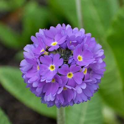 Primula denticulata 'Prom Lilac' - Photo by Thomas888b (CC BY-SA 4.0)