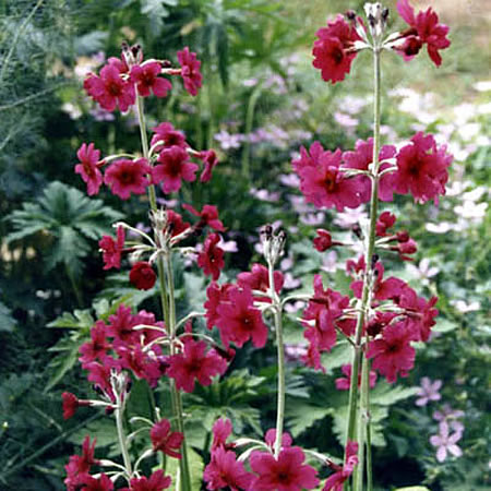 Primula 'Miller's Crimson' - Photo by Ghislain118 (GFDL)