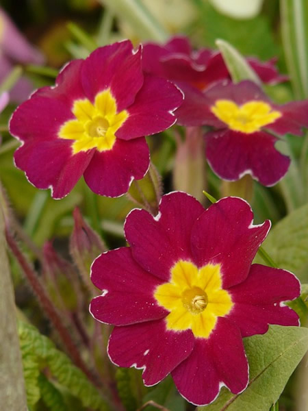 Primula 'Oakleaf Magenta' (3L pot)