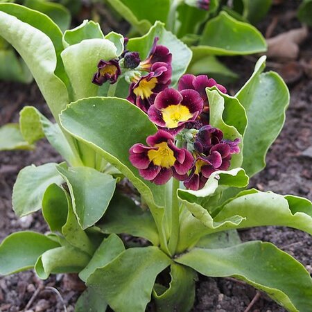 Primula pubescens (9cm pot)