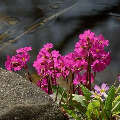 Primula rosea 'Grandiflora' (9cm pot)