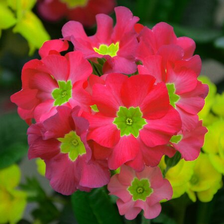 Primula ruby - Image courtsey of pxfuel