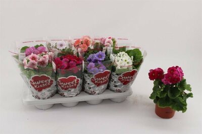 Primula 'Sweet Kisses' mix - Image courtesy of Pannebakker