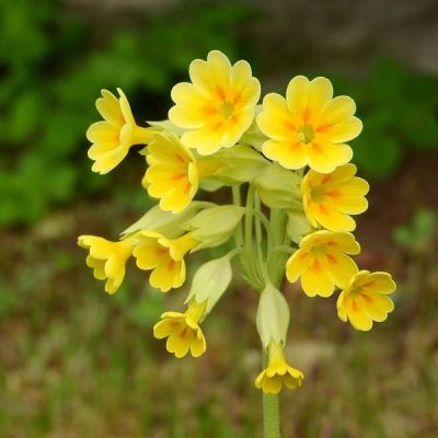 Primula veris - Image by Markéta Machová from Pixabay