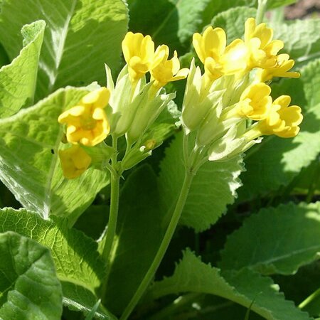 Primula veris 'Cabrillo' - Photo by Гимазетдинов Альберт Викторович (CC BY-SA 43.0)
