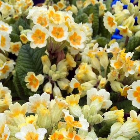 Primula 'Lime with Orange' - Image courtesy of Schram Plants