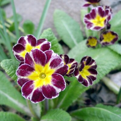 Primula veris 
