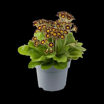 Primula 'Little Queen Red' - Image courtesy of Florensis