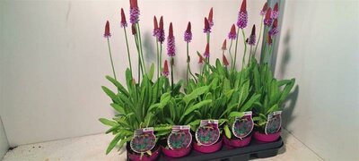 Primula vialii (12cm pot)