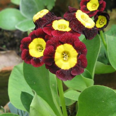 Primula x. Pubescens (auricula) - Photo by Meneerke bloem (GFDL)