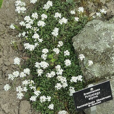 Pritzelago 'Crystal Carpet' - Photo by Daderot (CC0)