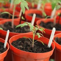 Propagation & Accessories