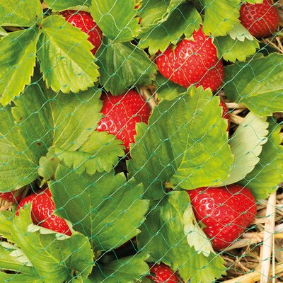 Protective Fruit and Crop Netting (2x6m) - image 1