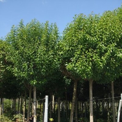 Prunus 'Angustifolia' - Image courtesy of Campbells Plants