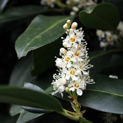 Prunus Angustfolia (3L pot)