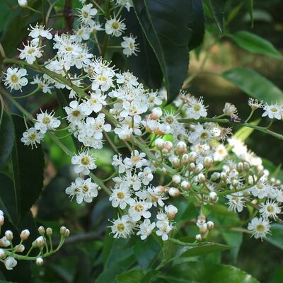 Prunus Angustifolia (2L pot)