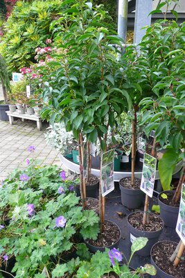 Prunus 'Angustifolia' Standard - Photo taken at Ardcarne garden Centre, Boyle - 17/10/2025