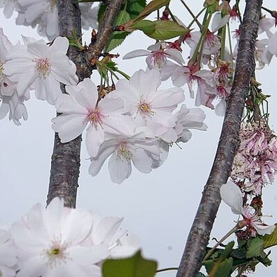 Prunus Autumnalis - Photo by David J. Stang (CC BY-SA 4.0)