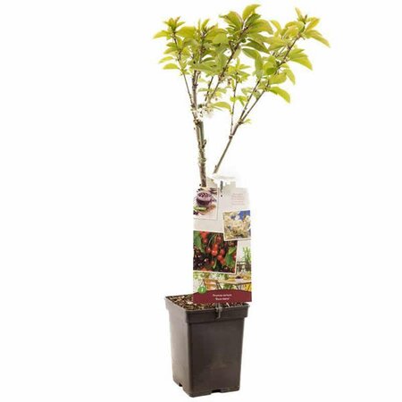 Prunus avium Duo Cherry Patio Fruit - Image courtesy of Plantline