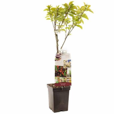 Prunus avium Duo Cherry Patio Fruit - Image courtesy of Plantline