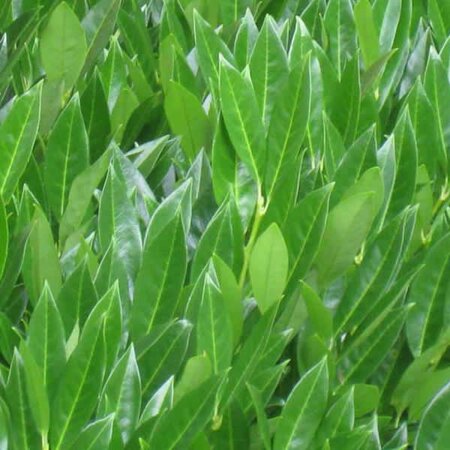 Prunus 'Caucasica' - Extract of image here under fair use